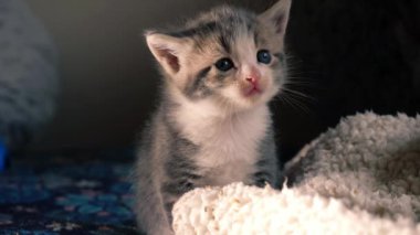 Sevimli gri tekir haftalar eski kedi yavrusu portresi 4k orta yavaş çekimde seçici odak noktası 