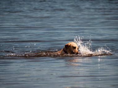 Göl suyunda yüzen köpek. Seçici odak noktası.