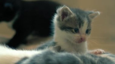 Şirin pofuduk gri ve beyaz kedi yavrusu orta boy çekimde yavaş çekim seçici odak noktası oynuyor 