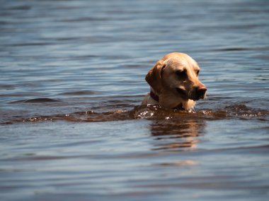 Göl suyunda yüzen köpek. Seçici odak noktası.