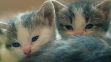 Sevimli pofuduk yavru kediler, yavaş çekimde, yakın çekimde, seçici odak noktasını oynuyorlar. 