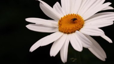 Büyük shasta papatyaları tam çiçeklenme ortamında 4k seçici odak noktası