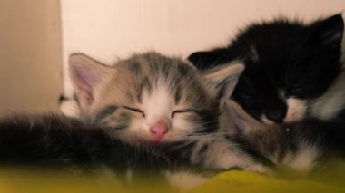 Sevimli pofuduk kedi yavruları uyuyor. Yakın çekimde, yavaş çekimde, seçici odak noktasında. 