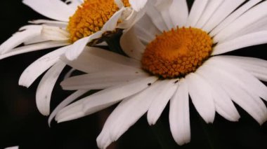 Büyük shasta papatyaları tam çiçeklenmiş orta boy çekimde seçici odak noktası