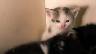 Şirin pofuduk gri ve beyaz kedi yavrusu orta 4 km yavaş çekim seçici odak noktası oynuyor. 