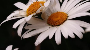 Büyük shasta papatyaları tam çiçeklenme ortamında 4k seçici odak noktası