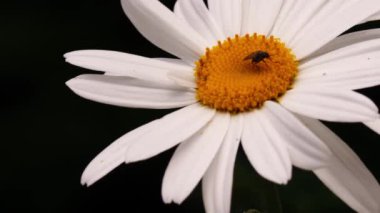 Büyük shasta papatyaları tam çiçeklenme ortamında 4k seçici odak noktası