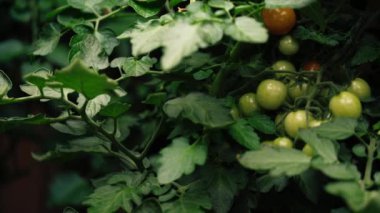 Asma makronun üzerinde yeşil domatesli genç domates bitkisi 4K seçici odak noktasını kapat