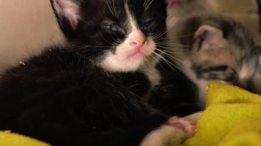 Tatlı siyah beyaz uykulu kedi yavrusu orta boy zoom görüntüsü seçici odaklanma 