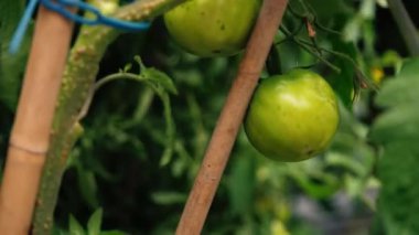 Sarmaşıkta yeşil domatesli genç domates bitkisi, seçici odak noktası.