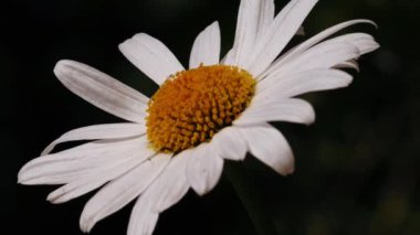 Büyük shasta papatyaları tam çiçeklenme orta yavaş çekim seçici odak noktası