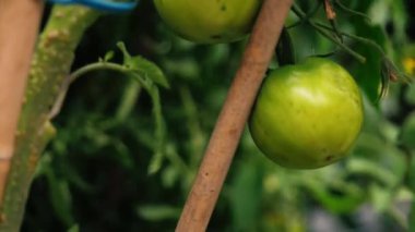 Sarmaşıkta yeşil domatesli genç domates. Seçici odak noktası.