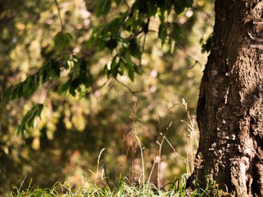 Sıcak noktalı ışık geniş odak noktasında parktaki ağaç.