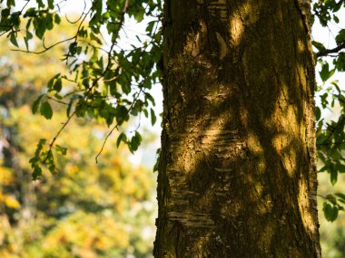 Park halindeki ağaçta sıcak noktalı ışık seçici odak noktası