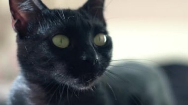 Dişi kara kedi kameraya bakar. Portre yakın çekim. Yavaş çekim seçici odaklanma. 