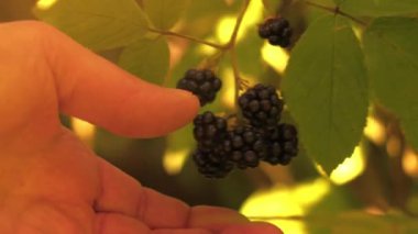 Vahşi böğürtlenleri toplayarak çalıların üzerinde olgunlaşan sıcak güneş ışığı yakın çekim seçici odak noktası