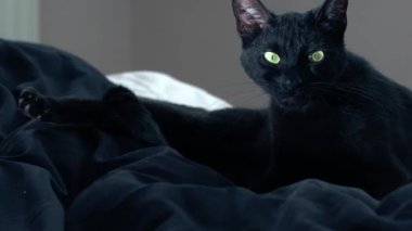 Dişi siyah kedi, orta boy kamera 4k yavaş çekim seçici odak noktasına bakıyor. 