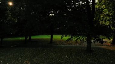 Gün batımında parkın ağaç dallarında güneş ışığı geniş hava zoom geniş hava dronu seçici odak noktası