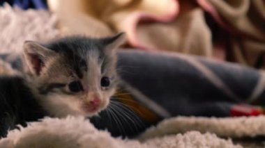 Garip, tüylü, gri ve beyaz kedi yavrusu orta 4 km yavaş çekim seçici odak noktası oynuyor. 