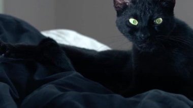 Dişi kara kedi, orta boy fotoğraf makinesine bakar yavaş çekimde yakınlaşır ve seçici odaklanır. 