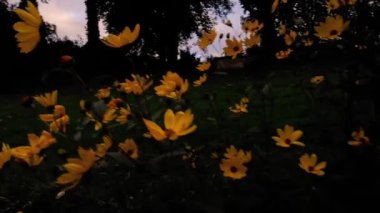 Siyah gözlü Susan papatya sarısı çiçek drone 4k seçici odak noktası