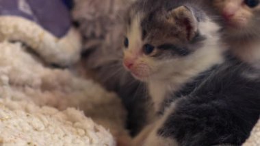 Şirin pofuduk gri ve beyaz kedi yavrusu orta 4 km yavaş çekim seçici odak noktası oynuyor. 