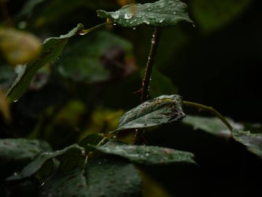 Gül dikenleri yağmurda, yakın çekim seçici odak noktası