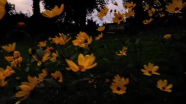 Siyah gözlü Susan papatya sarısı drone zoom seçici odak noktası