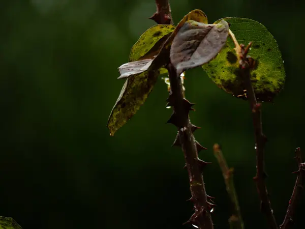 Gül dikenleri yağmurda, yakın çekim seçici odak noktası