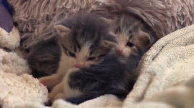 Şirin pofuduk gri ve beyaz kedi yavrusu yıkamayı öğreniyor zoom yavaş çekim seçici odaklanma 