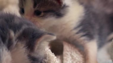 Şirin pofuduk gri ve beyaz kedi yavrusu yıkamayı öğreniyor zoom yavaş çekim seçici odaklanma 