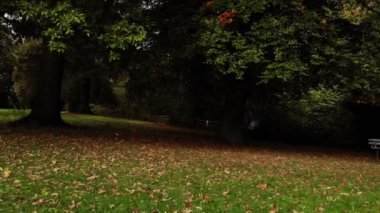 Autumn Park yolundaki sıra sıra ağaçlar geniş zoom drone görüntüsü seçici odak noktası