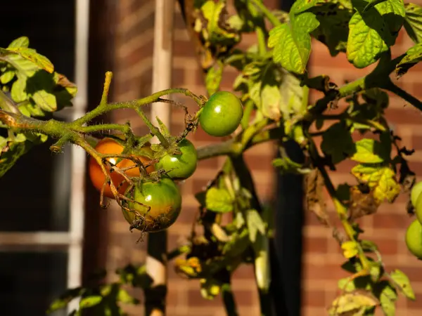 Genç vişneli domates bitkisi sarmaşık makrosu üzerine seçici odak noktası
