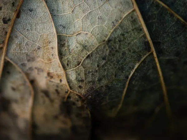 Sycamore yaprağı sonbaharda kahverengiye dönüyor. Makro çekim odaklı yakın çekim.