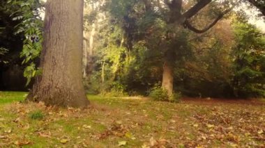 Sonbahar parkındaki ağaçlar geniş yakınlaştırmalı insansız hava aracı seçici odak noktası