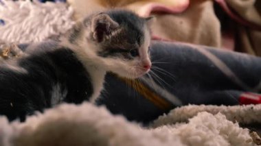 Şirin pofuduk gri ve beyaz kedi yavrusu orta boy çekimde yavaş çekim seçici odak noktası oynuyor 