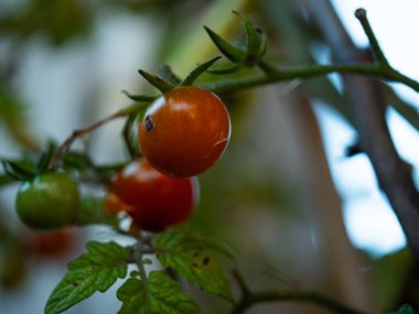 Genç vişneli domates bitkisi sarmaşık makrosuna yakın çekim seçici odak noktası