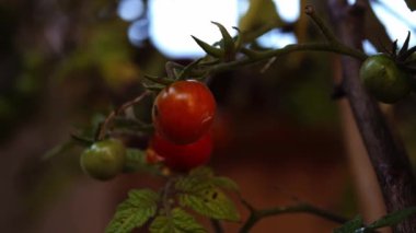 Genç vişneli domates bitkisi sarmaşık makrosuna yakın çekim 4k seçici odak noktası