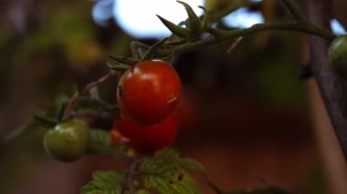 Genç vişneli domates bitkisi sarmaşık makrosunun üzerinde yakınlaştırma panosunu kapat seçici odak noktası