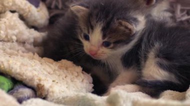 Şirin pofuduk gri ve beyaz kedi yavrusu orta boy çekimde yavaş çekim seçici odak noktası oynuyor 