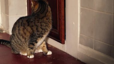 Evcil kedi, dolap kapısını açıyor. Orta yakınlaştırma, seçici odak noktası. 