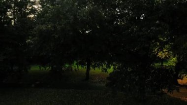 Güneş ışığı, alacakaranlıkta parktaki ağaç dallarından geçer. Hava aracı seçici bir odak noktası seçer.