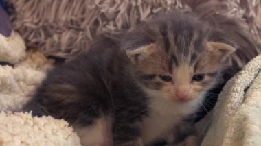 Sevimli gri tekir haftalar eski kedi portresi orta yavaş çekimde seçici odak noktası. 