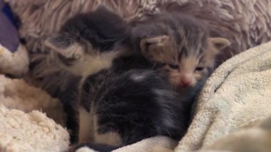 Şirin pofuduk gri ve beyaz kedi yavrusu orta 4 km yavaş çekim seçici odak noktası oynuyor. 