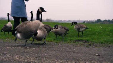 Orta sahada Kanada Kazları sürüsü besleniyor 4k seçici odak noktası