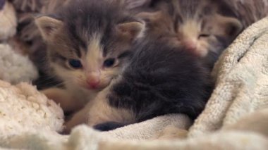 Şirin pofuduk gri ve beyaz kedi yavrusu orta boy çekimde yavaş çekim seçici odak noktası oynuyor 