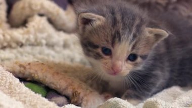 Sevimli gri tekir haftalar eski kedi portresi orta yavaş çekimde seçici odak noktası. 