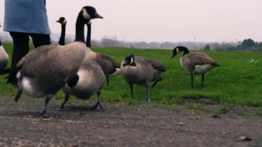 Kanada kazlarının beslenme alanı seçici odaklanma görüntüsü