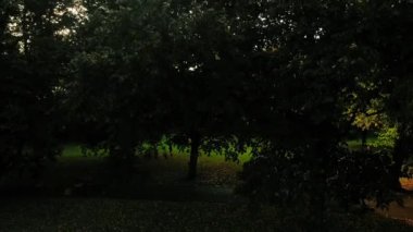 Alacakaranlıkta İngiliz parkında ağaçlar geniş hava aracı zoom geniş seçici odak