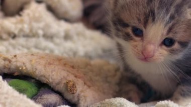 Sevimli gri tekir haftalar eski kedi portresi orta yavaş çekimde seçici odak noktası. 